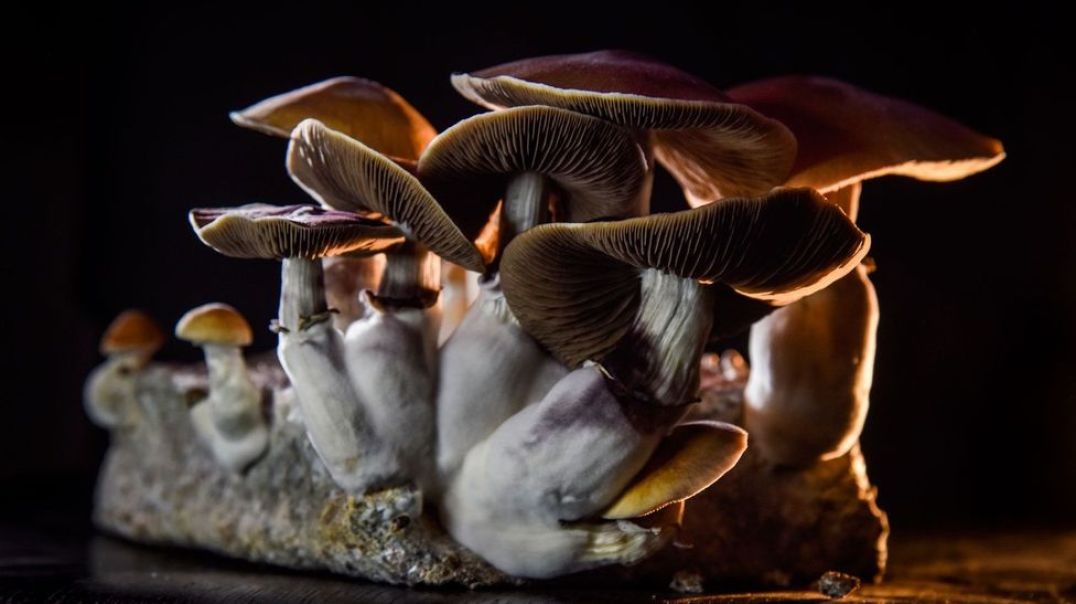 Can psychedelic drugs successfully treat mental health conditions_ – BBC REEL