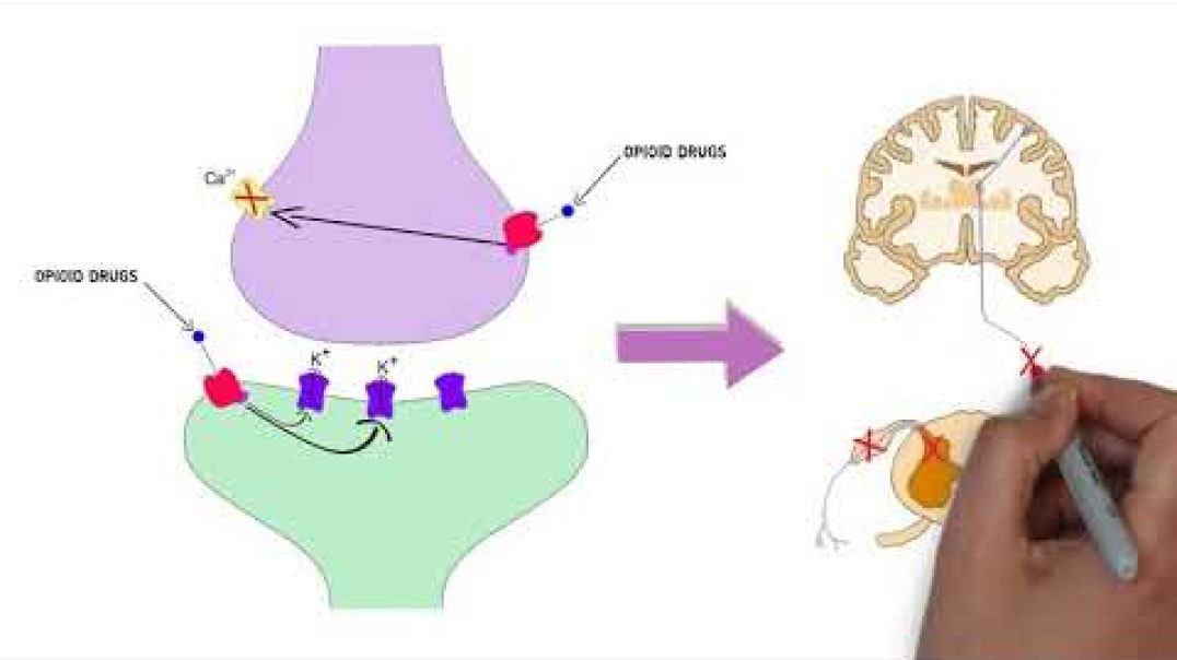⁣2-Minute Neuroscience_ Selective Serotonin Reuptake Inhibitors (SSRIs)