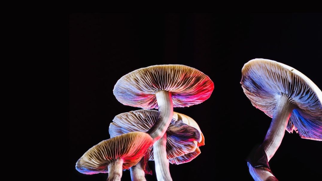 ⁣Can Psychedelics Cure