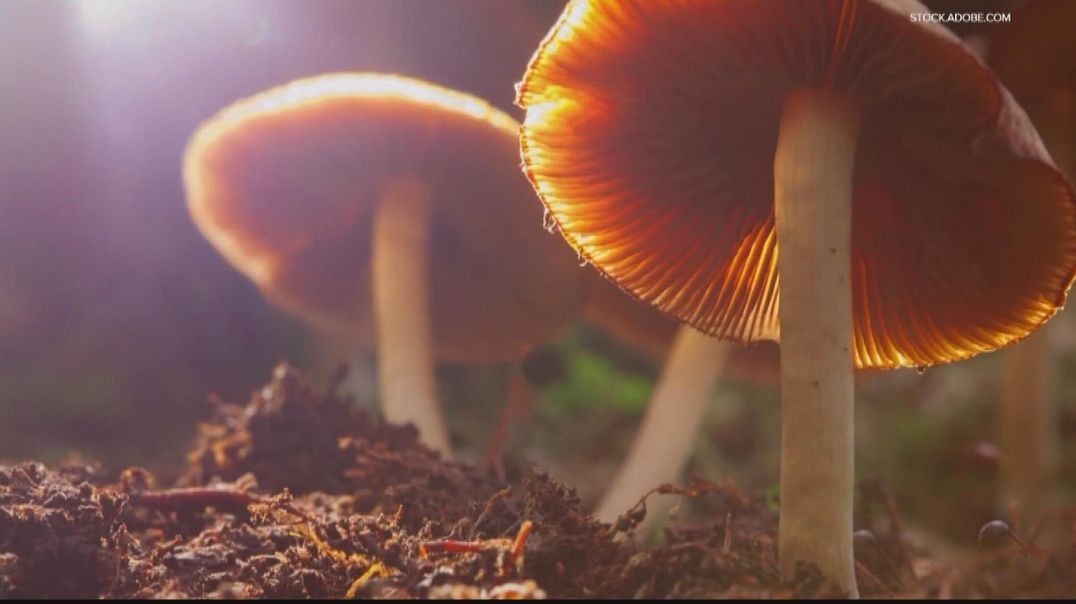 ⁣Steps to decriminalizing psychedelic mushrooms in Atlanta
