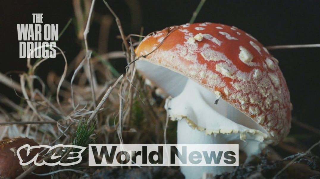 ⁣Can Psychedelics Make You Less Depressed_ _ The War on Drugs