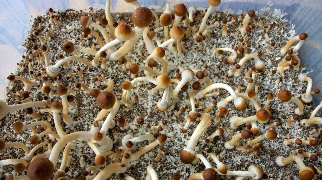 ⁣My husband did mushroom therapy and I thought he'd gone crazy
