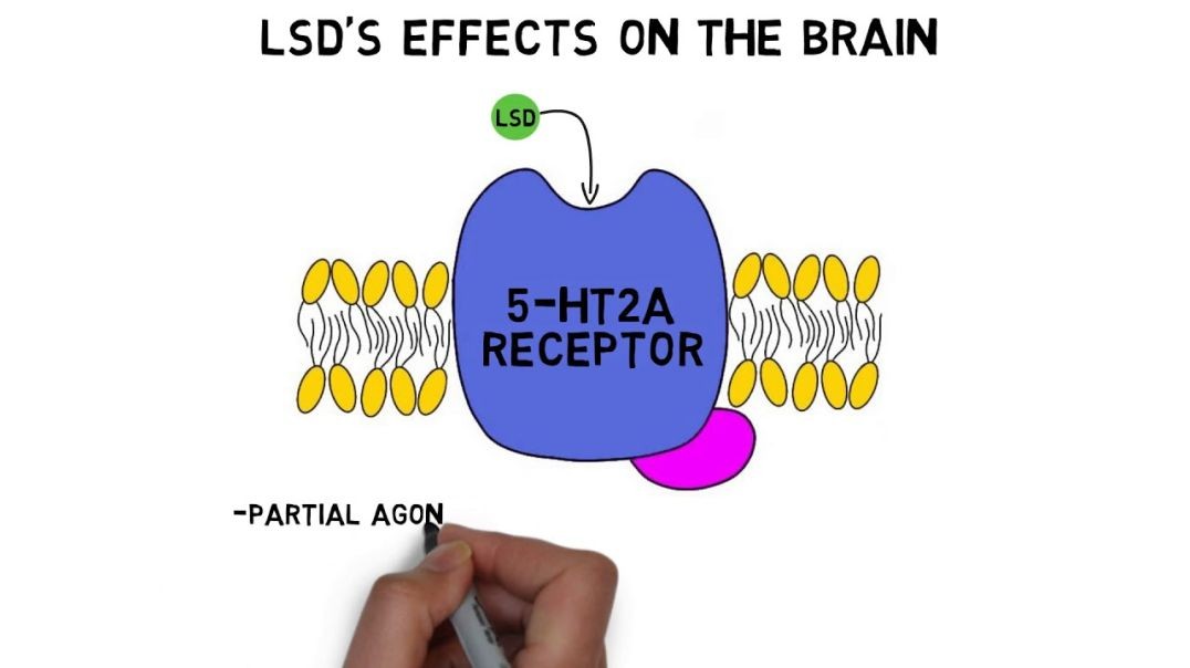 ⁣LSDs Effects, Explained in 150 Seconds