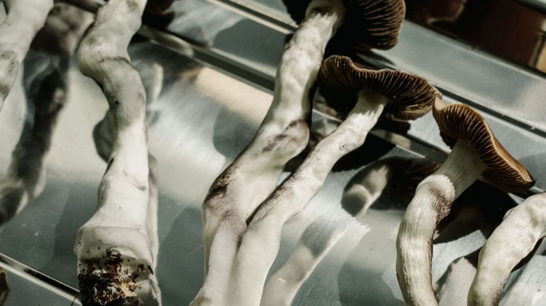 Psilocybin Mushrooms Show Promise For Treating Alcohol Addiction
