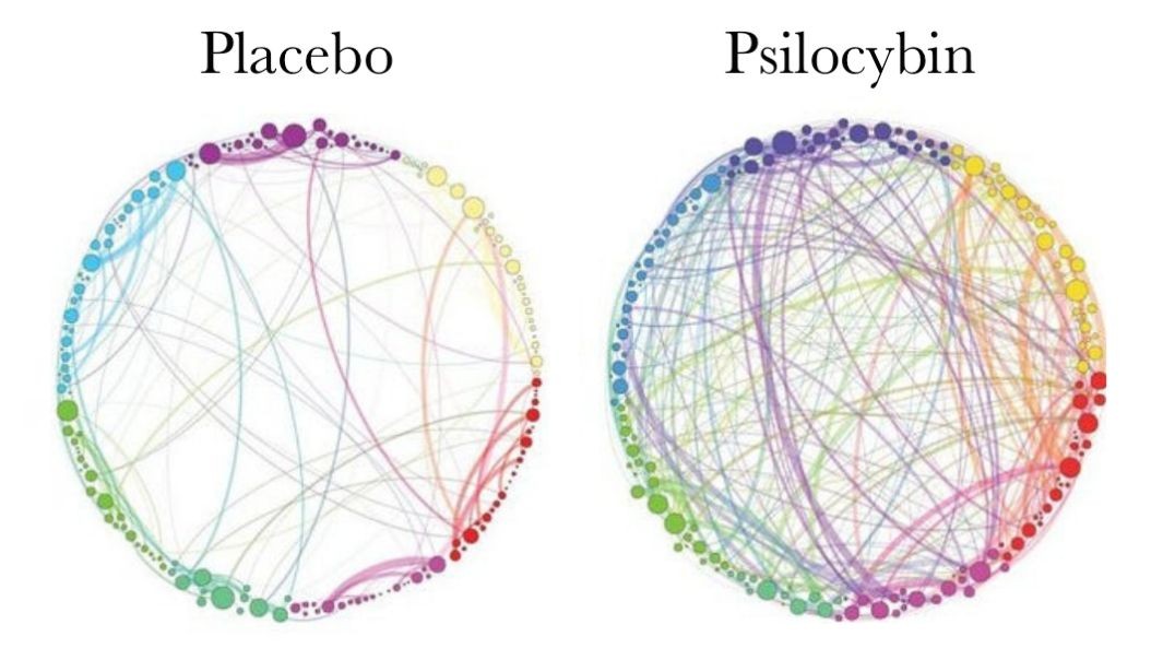 How Psychedelics Change the Brain