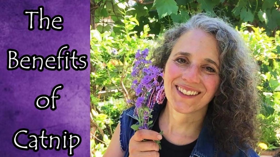 ⁣Benefits of Catmint and Catnip
